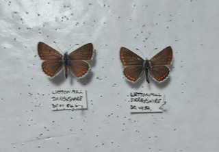 Taxidermy British Butterflies Brown Argus Derbyshire Entomology/Framing