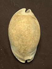 EXTINCT Fossilized COWRIE Shell ( Akleistostoma Rugostoma ) From Central Florida