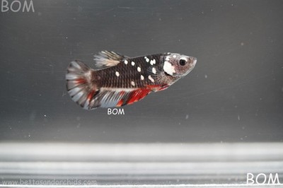 ULTRA RARE I BETTA FEMALE HMPK AVATAR COPPER STAR NEBULA | BOM-B50