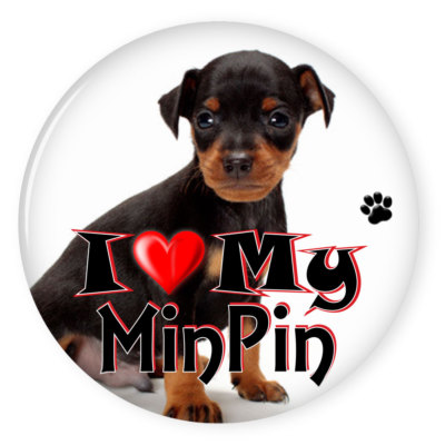  I LOVE MY MINIATURE PINSCHER DOG PUPPY 3'' SAFETY PIN BACK BUTTON