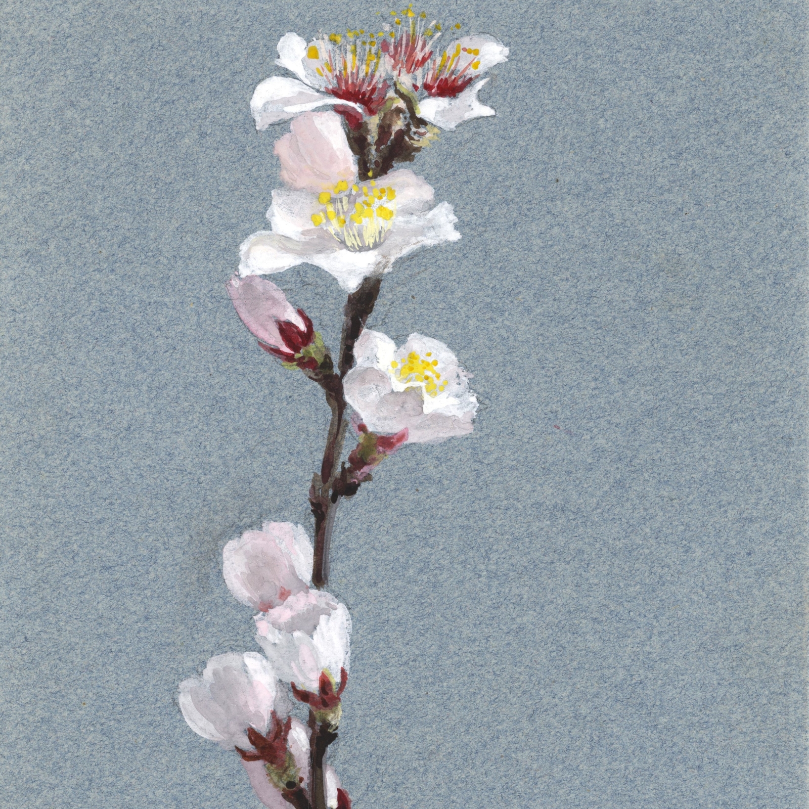 Unbekannt Aprikosenblüte Blume Original Aquarell unsigniert Mitte 19. Jh.