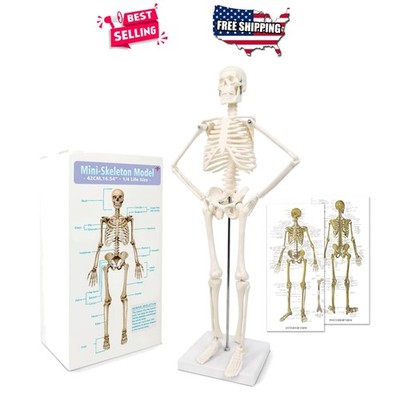 Human Skeleton Model 17.7in Anatomy Study Aid Movable Limbs Spine Ribs PVC 45cm