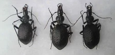 Carabidae Cychrus aeneus ? starcki 3 pcs A1 ground beetles from N Caucasus