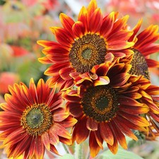 Autumn Beauty Sunflower Seeds - 200+ Count - For 2026 Planting