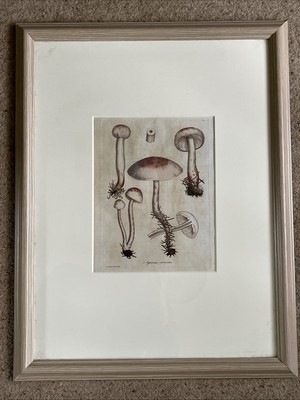 WILLIAM CURTIS Botanischer Teller von 1777 Flora Londinensis: AGARICUS CARNOSUS