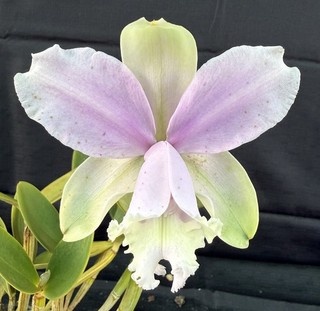 RON Cattleya Orchid C. loddigesii 'Rosella #1'x C. loddigesii 'Solitary I (D978)