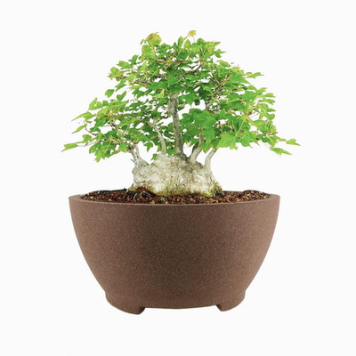 Tinyvista 8.26 Brown Ceramic Bonsai Pot Drainage Holes - Large Unglazed Clay