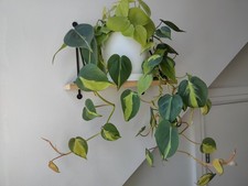 Philodendron Lemon/Lime And Brasil Mixed - Trailing Houseplant