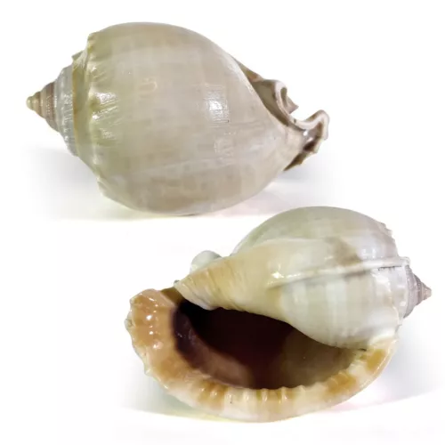 Grey bonnet seashell Phalium Glaucum 7-8cm 2x5cm opening hermit crab home