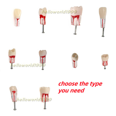 Dental Endo Root Canal Teeth Model Study RCT Practice Typodont Model Fit Nissin