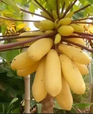 28 seeds. mini potted Golden papaya