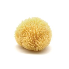 Caribbean Sea Sponge, Hand Cut, Medium, Approx. 5-6 Inches