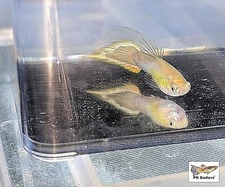 PK Endlers JAPAN BLUE SKY RAINBOW FLAME GUPPY - CHOOSE OPTIONS
