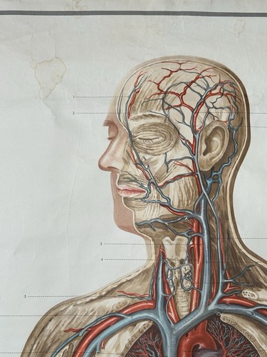 Rollkarte Schulwandkarte Blutkreislauf Medizin Anatomie Biologie Körper - Bild 2 von 11