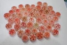 Tatskieshells- Sea Urchin 37-41-m.m. (Coelopleurus maillardi)50-pcs