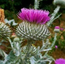 Scottish Thistle 20-Seeds Non-HMO Fresh 2025~My Brooklyn Botanical Garden Club!