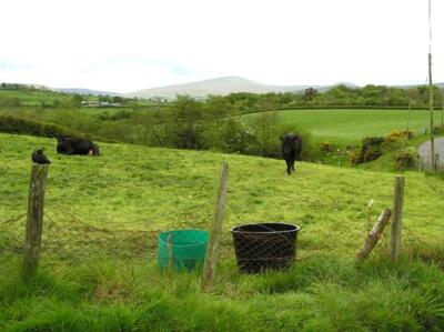 Photo 6x4 Cows at Teenaght Claudy/C5406 As ever, they think it is feedin c2007
