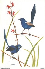 Carte Postale - Animaux - Oiseaux - E Krell - Mondschilder - Australie - Uitgeve