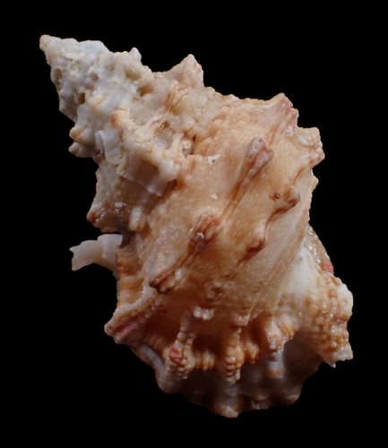 Tatskieshells - Tutufa oyamai 72mm - Picture 1 of 3