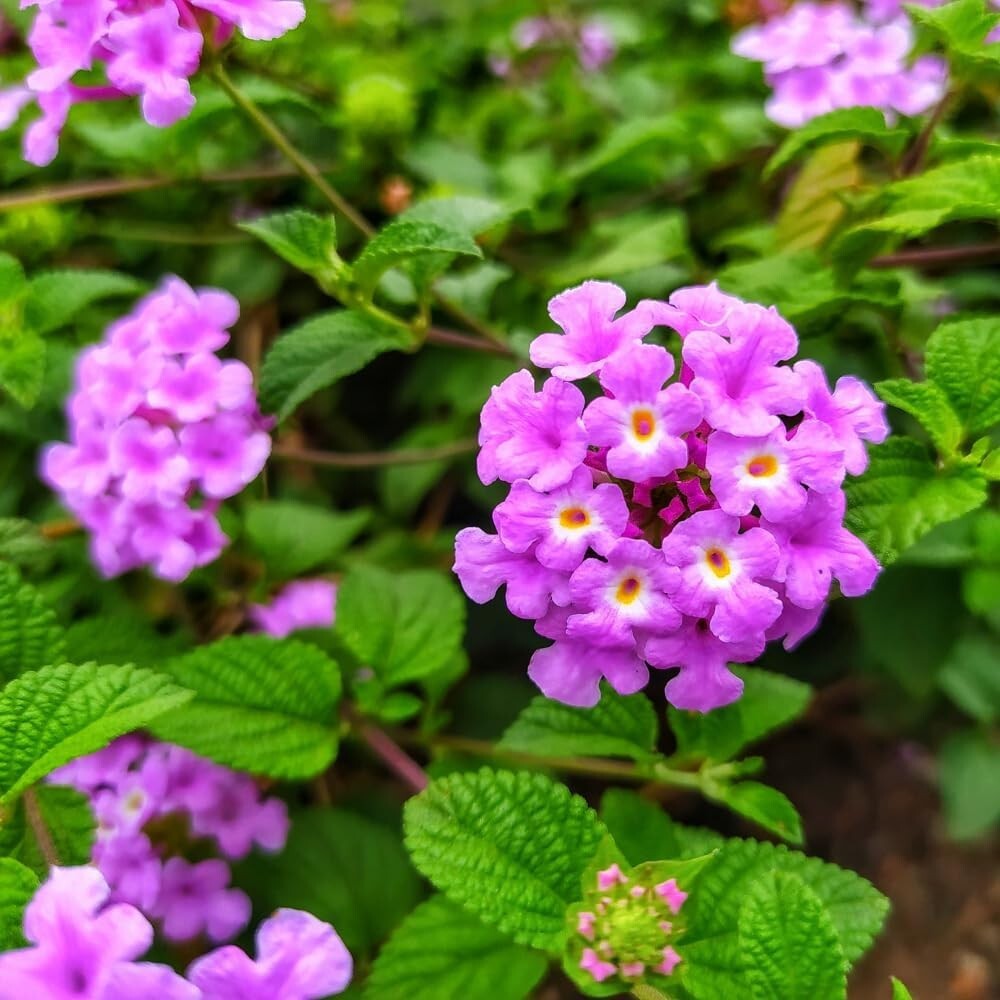 SET 2 Lantana Trailing Lavender Live Plants 4-6 in tall Lantana Perennial  Plants | eBay