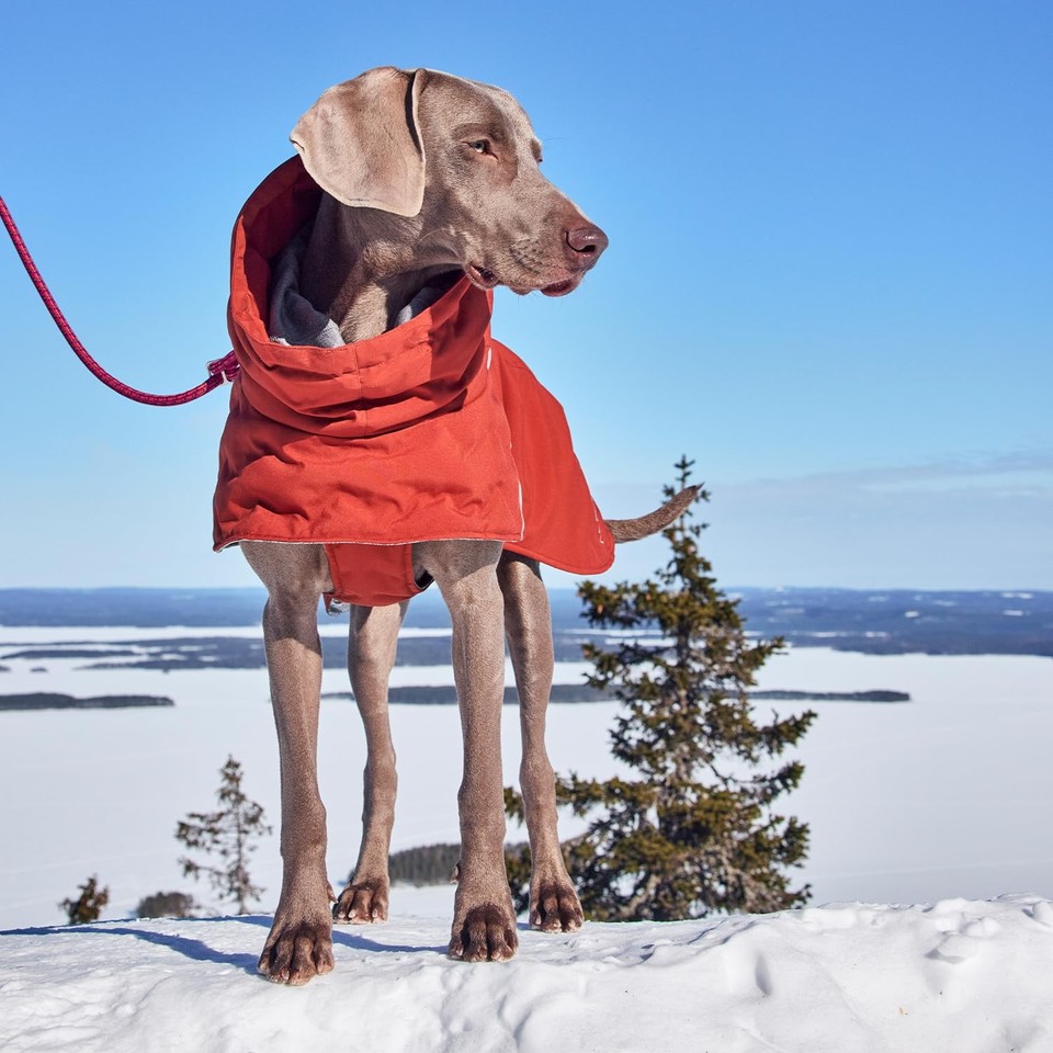 Hurtta Extreme Warmer III ECO, Cold Weather Winter Dog Coat, Bilberry ...
