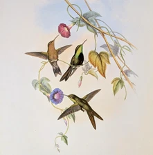 John Gould St. Domingo Hummingbirds Vintage Bird Art Print Bookplate 347