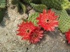 Tunilla picardoi - 1x cutting COLD HARDY CACTUS