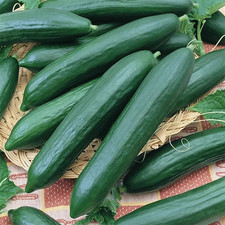 50 Tendergreen Burpless Cucumber Seeds -- English Cucumber -------- FRESH