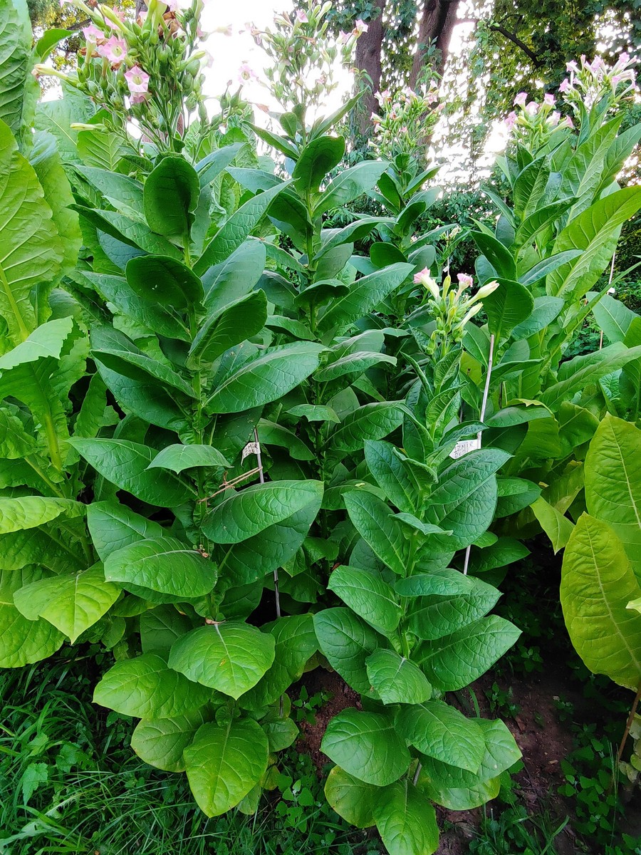 2000+ MACEDONIAN PRILEP TOBACCO SEEDS VERY RARE ORIENTAL AROMATIC 2025 CROP  FRSH