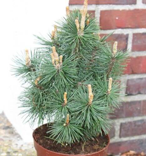 Kegel Bergkiefer Columbo 30-40cm - Pinus mugo - Bild 1 von 1