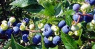 Graines de myrtille commune,Vaccinium myrtillus, produit de mon jardin,bio