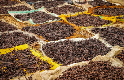 25 Organic Madagascar Vanilla Beans Whole FRESH Grade A Pods for Extract Baking