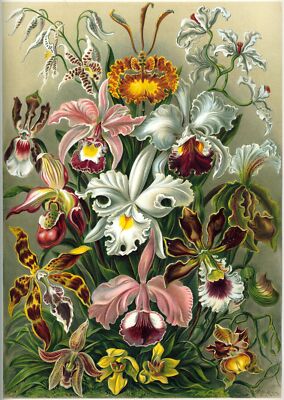 Art Orchidae by Ernst Haeckel Print Giclee Canvas