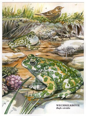 Künstler-AK / Wechselkröte (Bufo viridis) Aquarell v. Rita Mühlbauer