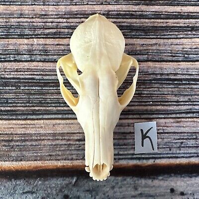 Beautiful, red fox skull with impressive canines, available at Natur