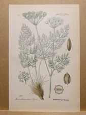 1886 ANTIQUE LITHOGRAPH ILLUSTRATION BOTANY FLOWER FLORA NATURE DECOR PICTURE...