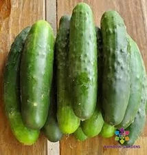 25+ Dasher II Cucumber Seeds for Garden Planting - USA - FREE SHIPPING!