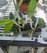 Cattleya Leoloddiglossa'SVO Speckled Blue'Fcc/AOS large seedlings 