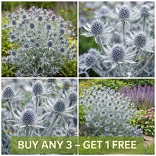 Sea Holly  100 Seeds | Silver Salentino | Eryngium