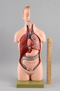 Educational Medical Science Human Body SOMSO Anatomy Model Young Male Torso Head