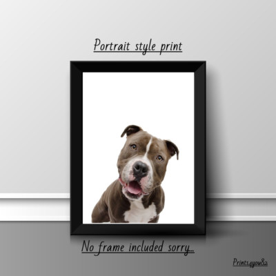 AMERICAN BULLY HUND HAUSTIER A4 BILD DRUCK POSTER WANDBILD WOHNDEKO UNGERAHMT GESCHENK