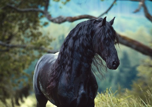 A4| Black Friesian Stallion Poster Size A4 Horse Animal Poster Gift #16227