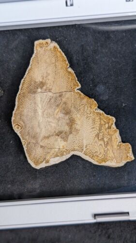 Texas Petrified Wood Sampler Plate, Palm Wood,Snakewood, Pocket Rot Oak, Termite - Picture 9 of 11