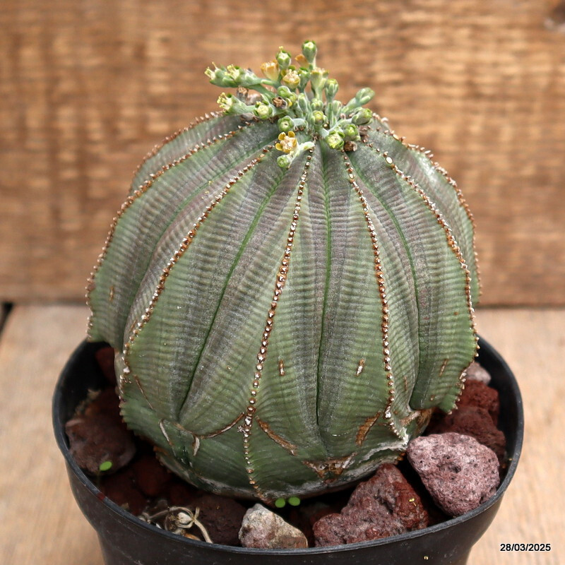 D2588 EUPHORBIA OBESA MONSTER pot12-H11-W11 cm MaMa Cactus | eBay