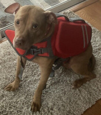 Frisco Neoprene Dog Life Jacket Large Thunder Storm Comfort