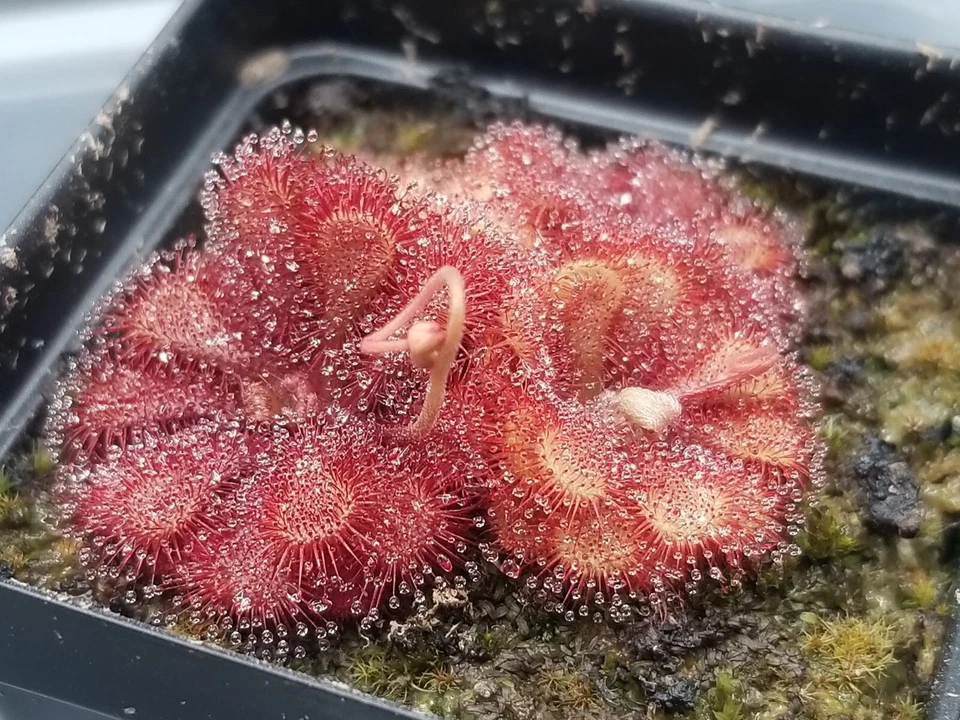 Drosera natalensis Seeds - Carnivorous Sundew Plant - Super easy to grow! - Image 3 of 4