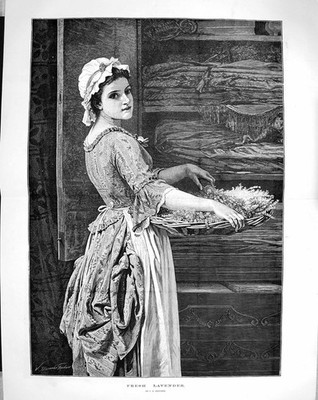 Original Old Antique Print 1879 Fresh Lavender Herbs Beautiful Girl Fine Art