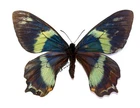 LEPIDOPTERA, PAPILIONIDAE, CHILASA TOBOROI STRAATMANI female SOLOMON I.(mounted)