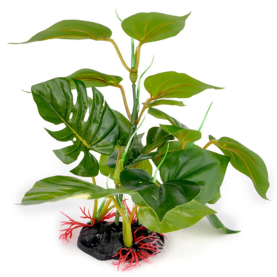 philodendron birkin halfmoon Philodendron Birkin – Lichtenfelt's main image 0