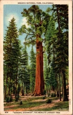 Vintage Sequoia National Park General Sherman Tree Linen Postcard